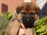 german shepherd puppies for sale