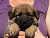 german shepherd puppy for sale