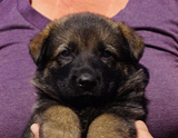 german shepherd puppy for sale