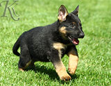 german shepherd puppies for sale