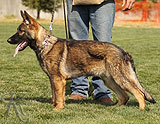 german shepherd puppies for sale