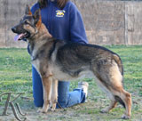 german shepherd  dog  Fritz