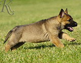 german shepherd puppy for sale