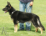 trained personal protection german shepherd dog for sale