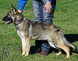 AKC registered german shepherd puppy / young adult for sale