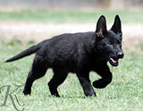 german shepherd puppy Galaxy