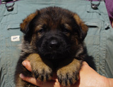 german shepherd puppy for sale