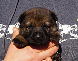 german shepherd puppy for sale