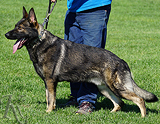 AKC registered trained personal protection german shepherd dog for sale