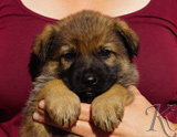 german shepherd puppy for sale