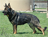 trained German Shepherd  dog for sale