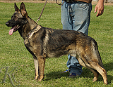 trained personal protection german shepherd dog for sale