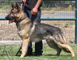 trained German Shepherd  dog for sale