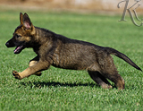 german shepherd puppy for sale