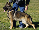 AKC registered trained personal protection german shepherd dog for sale