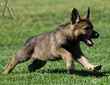 german shepherd puppy for sale