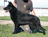 german shepherd Gerix