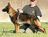 german shepherd Gero