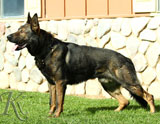 German Shepherd male Gero Bohemia Abakan