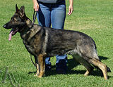 AKC registered trained personal protection german shepherd dog for sale