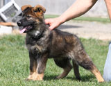 german shepherd puppys Gevin