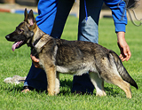 german shepherd puppy for sale