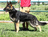 trained German Shepherd  dog for sale