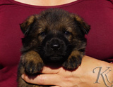 german shepherd puppy for sale