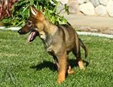 german shepherd puppies for sale