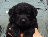 german shepherd puppy for sale