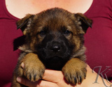 german shepherd puppy for sale