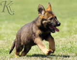 german shepherd puppies for sale