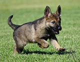 german shepherd puppy for sale