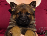 german shepherd puppy for sale