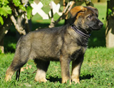 german shepherd puppy for sale