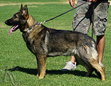 AKC registered trained personal protection german shepherd dog for sale