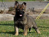 german shepherd puppy for sale