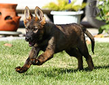 german shepherd puppies for sale