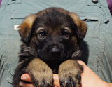 german shepherd puppy for sale