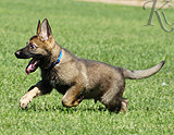 german shepherd puppy for sale