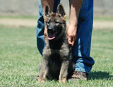 german shepherd puppy Gollux