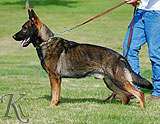 german shepherd Goody