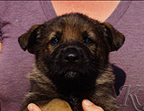 german shepherd puppy for sale