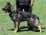 AKC registered trained personal protection german shepherd dog for sale