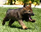 german shepherd puppies for sale