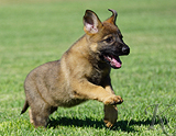 german shepherd puppy for sale