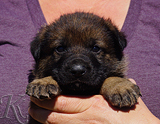 german shepherd puppy for sale