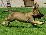 german shepherd puppy for sale