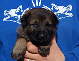 german shepherd puppy for sale