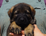 german shepherd puppy for sale